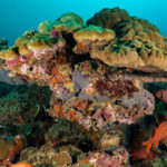 მარჯნის რიფები