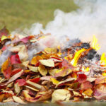 ფოთლების